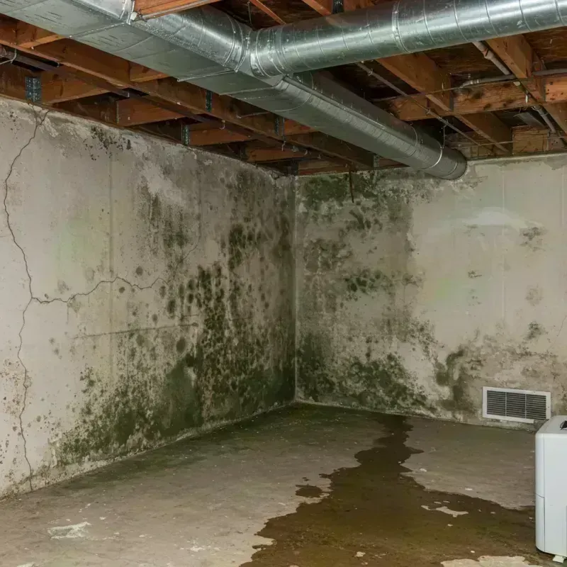 Professional Mold Removal in Griffin, GA